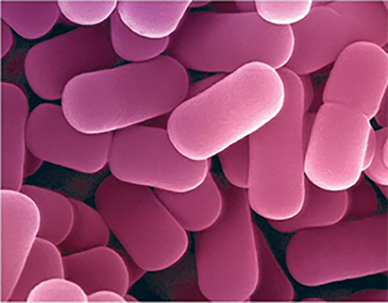 Microbial Diversity Prokaryotes